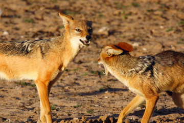 Naklejka na ściany i meble The pair of black-backed jackal (Canis mesomelas) is fighting close to waterhole. Predator in action with open mouth in the evening.