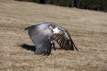 The griffon vulture (Gyps fulvus) while flying low to the ground. Vulture with the forest as background.
