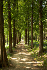 Path in the forest 