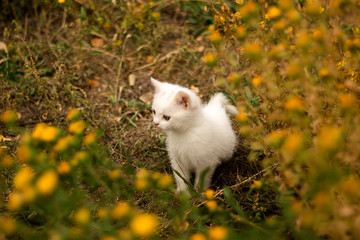 cute white cat walks in a summer meadow and rests in the green grass