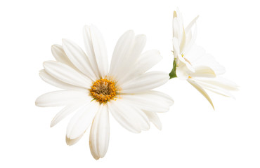 Osteospermum Daisy or Cape Daisy Flower Flower Isolated