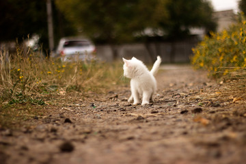 Naklejka na ściany i meble A white cat walking though roads of a villiage. peeking cat, young, street road, looking interested, playful, adventering, hunting
