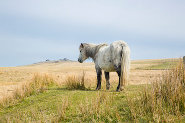 Semi-feral Dartmoor ponies grazing in the highland moorland of southern Devon, England