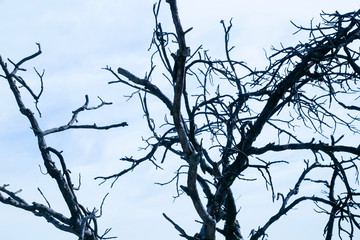 old tree silhouette with blue sky
