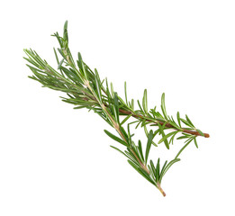 Fototapeta premium Rosemary isolated on white background.