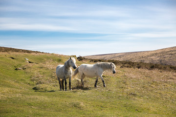 Semi-feral Dartmoor ponies grazing in the highland moorland of southern Devon, England
