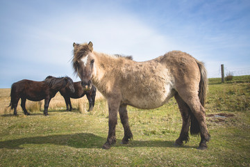 Obraz premium Semi-feral Dartmoor ponies grazing in the highland moorland of southern Devon, England