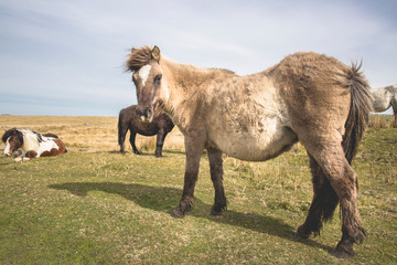 Semi-feral Dartmoor ponies grazing in the highland moorland of southern Devon, England