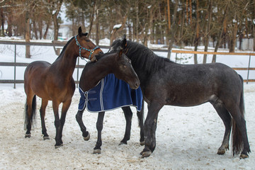 Obraz premium Domestic horses walking and biting each other in the snow paddock in winter