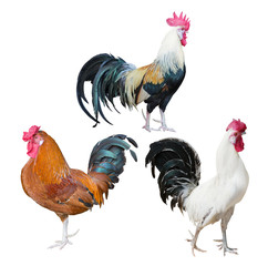 three roosters with dark tails on white