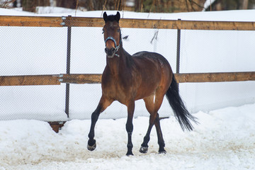Domestic bay horse runing in the snow paddock in winter.