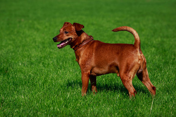 Dog breed Miniature Pinscher