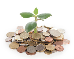Young sprout from a pile of coins. Concept for investments