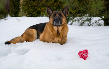 Dog in winter with heart