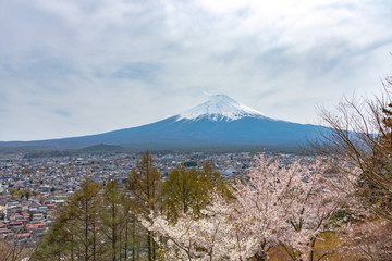 Close-up snow covered Mount Fuji ( Mt. Fuji ) with blue sky background in sakura cherry blossoms springtime sunny day. Arakurayama Sengen Park, Fujiyoshida City, Yamanashi Prefecture, Japan