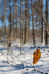 An autumnal, yellow leaf in the forest.
