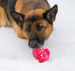 Dog in winter with heart