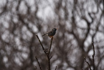 White-cheeked starlings.