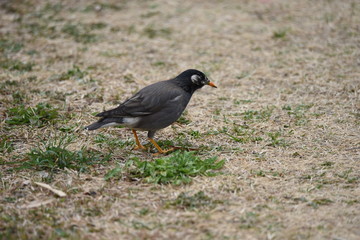 White-cheeked starlings.
