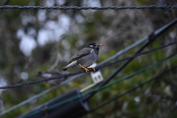 White-cheeked starlings.