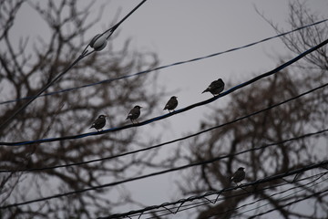 White-cheeked starlings.