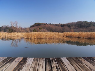 早春の21世紀の森と広場の公園風景