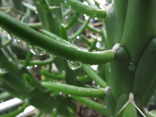 A gota