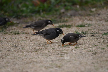 White-cheeked starlings.
