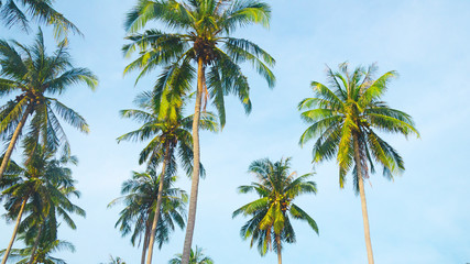 Fototapeta na wymiar tailandia asia palme spiaggia tropici