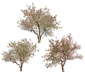 isolated three blooming light pink apple-trees