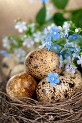 Obraz na płótnie Canvas quail eggs in the nest and forget-me-not