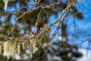 Lichen green in winter, hanging from a branch. Endemic of the Caucasus Mountains, telling about the purity of the air. Lago-Naki, The Main Caucasian Ridge, Russia
