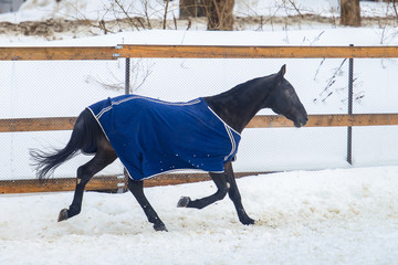 Domestic piebald horse running in the snow paddock in winter