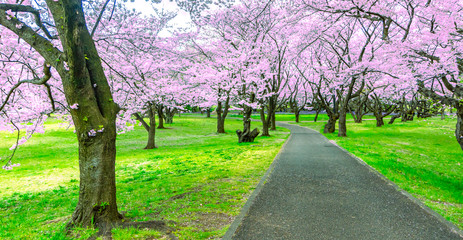 Walking path under the beautiful sakura tree or cherry tree tunnel in Tokyo, Japan