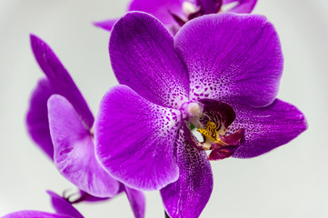 Close-up of big bright purple phalaenopsis orchid flower, Phalaenopsis known as the Moth Orchid or Phal, on light gray background. Selective focus on foreground.