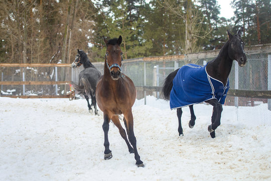 Domestic horses raning in the snow paddock in winter