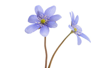 Hepatica nobilis