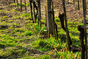 Wineyard, after spring clipping