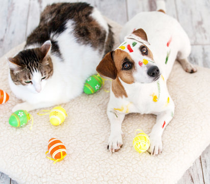 Dog and cat with easter eggs