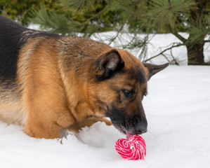 Dog in winter with heart