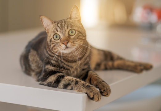 Beautiful short hair cat lying on white table at home