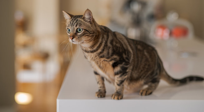 Beautiful short hair cat sitting on white table at home