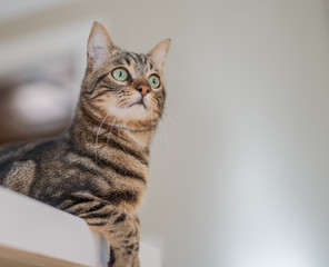 Cute short hair cat looking curious and snooping at home