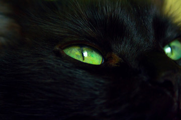 Close up of eye cat