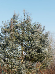 Eucalyptus gundal. Eucalyptus juvénile à feuilles rondes ou Gommier cidre à feuillage bleu...