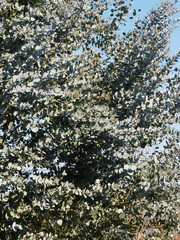 Eucalyptus gundal. Eucalyptus juv&eacute;nile &agrave; feuilles rondes ou Gommier cidre &agrave; feuillage bleu argent&eacute; en fin d'hiver