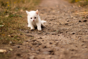 Cute little white cat walks on the road