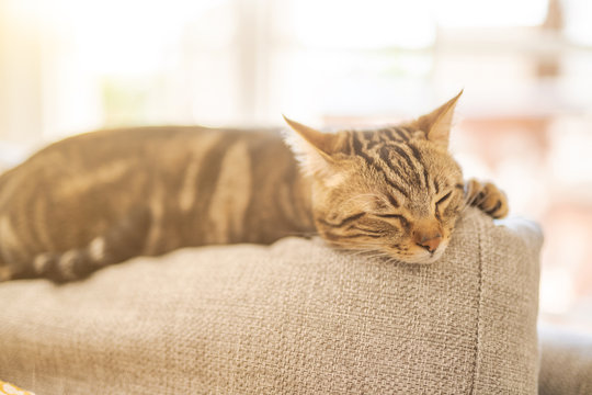 Beautiful short hair cat lying on the sofa at home