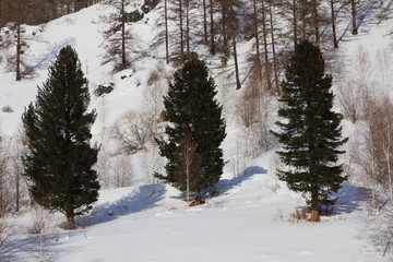  Three larches