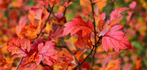 Autumn leaves: bright and beautiful-as a basis for still life.
